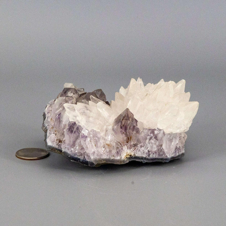 Dogtooth Calcite "Flower" Amethyst Cluster: Sharp white calcite crystals bloom from a purple amethyst base.