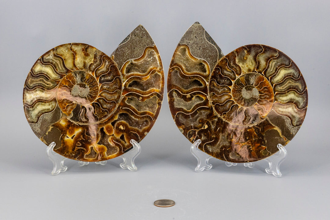 Ammonite Fossil Matched Pair Halves-Fossil-Crystal Destiny-Ammonite Fossil-1744g - 8.00"L x 6.75"W-Crystal Destiny