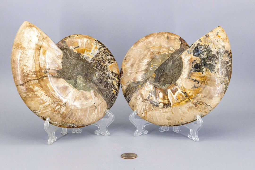 Ammonite Fossil Matched Pair Halves: Polished, iridescent brown and tan spiral fossils on clear stands.