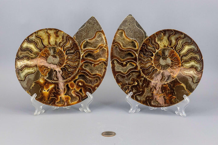 Ammonite Fossil Matched Pair Halves: polished brown and tan iridescent spiral fossils on clear stands.