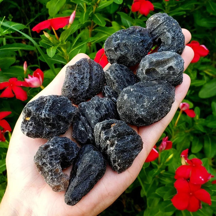 Hand holding multiple rough, deeply black Black Tektite meteorite specimens, offering protection and grounding.