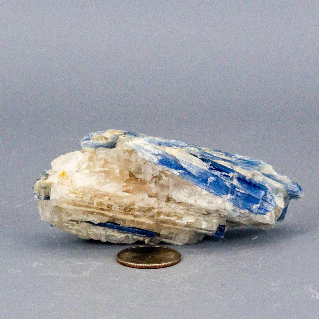 Vivid blue Kyanite blades naturally embedded in a Clear Quartz cluster, a self-cleansing, amplifying collector's specimen.