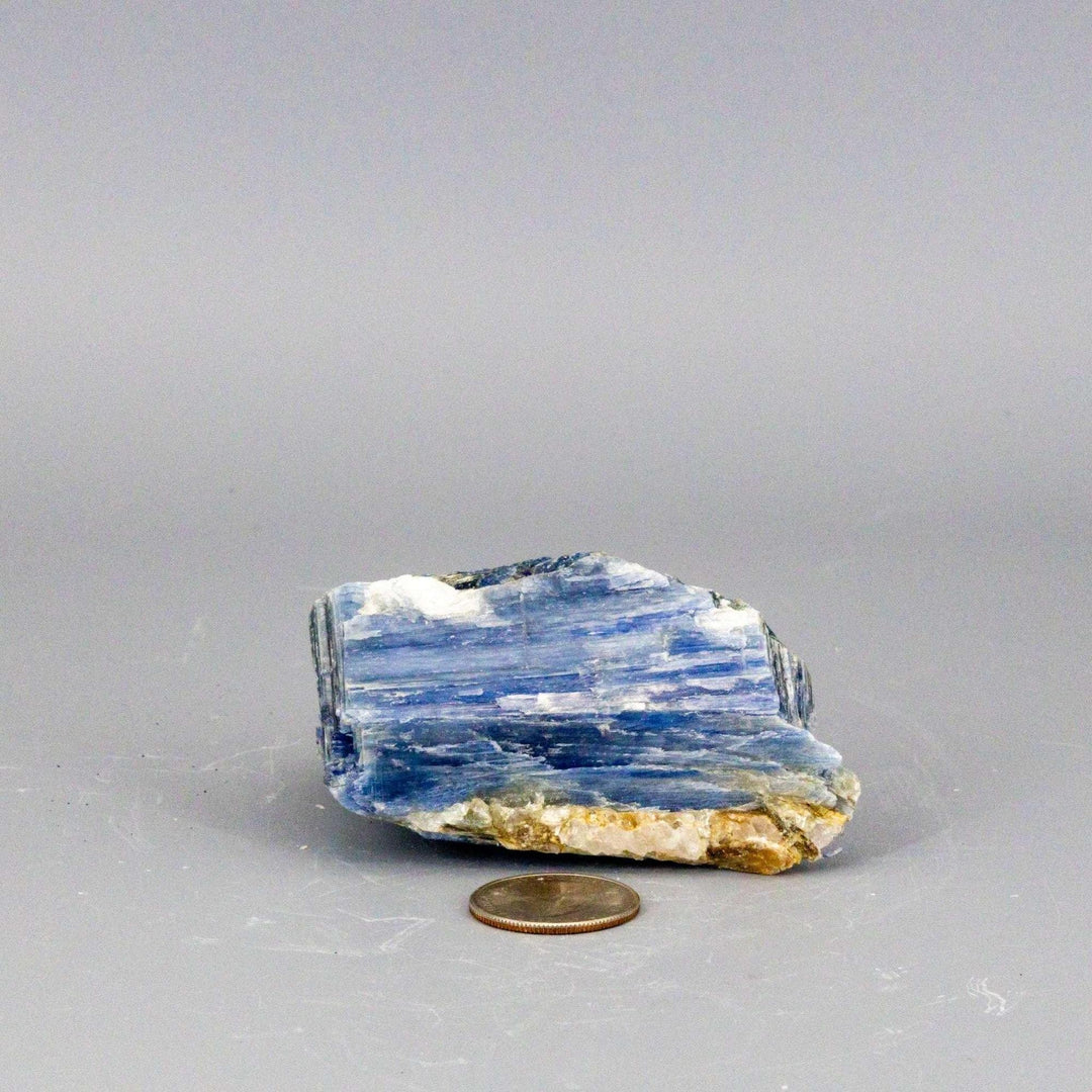 Vivid blue Kyanite blades in a Clear Quartz cluster, a striking, self-cleansing, and amplifying collector's specimen.