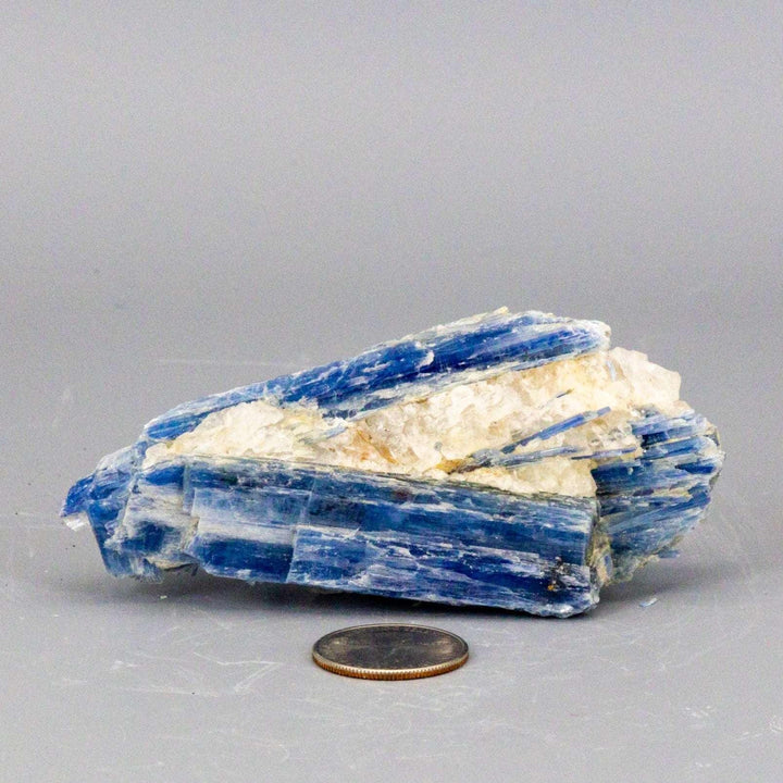 Vivid blue Kyanite blades naturally embedded in a Clear Quartz cluster, a self-cleansing, amplifying collector's specimen.