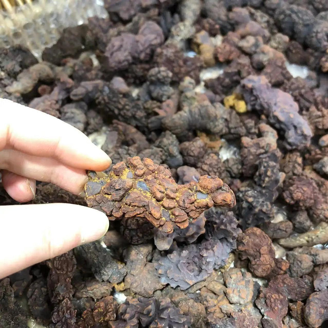 Hand holding a reddish-brown Coprolite fossil, a unique dinosaur dung specimen from Madagascar, surrounded by more fossils.