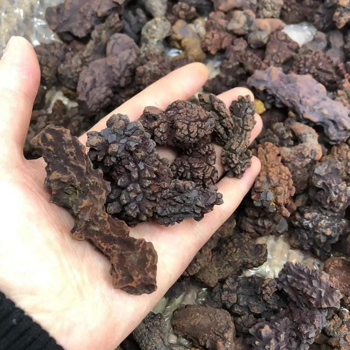 Hand holding dark brown, textured Coprolite fossilized dinosaur dung specimens from Madagascar, ideal for Root Chakra.
