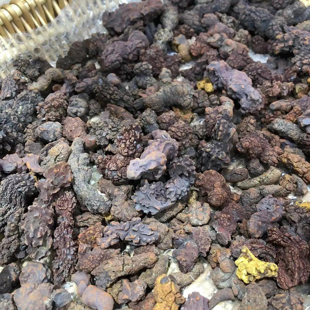 Coprolite fossilized dinosaur dung specimens in various earthy tones, perfect for collectors and Root Chakra healing.