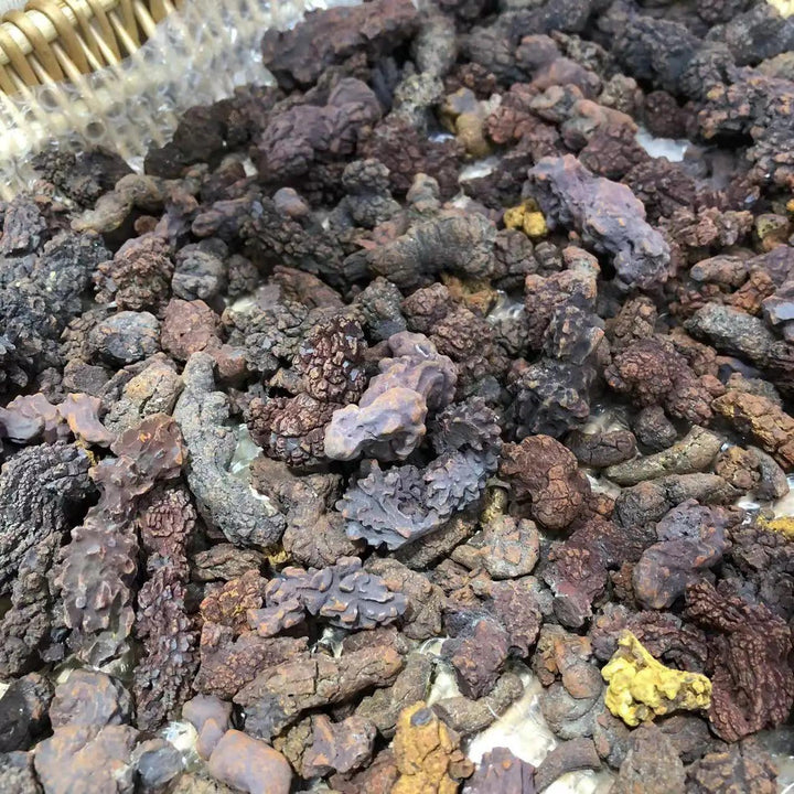 Coprolite fossilized dinosaur dung specimens in various earthy tones, perfect for collectors and Root Chakra healing.