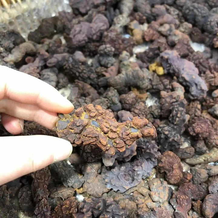 Hand holding a reddish-brown Coprolite fossil, a unique dinosaur dung specimen from Madagascar, surrounded by more fossils.