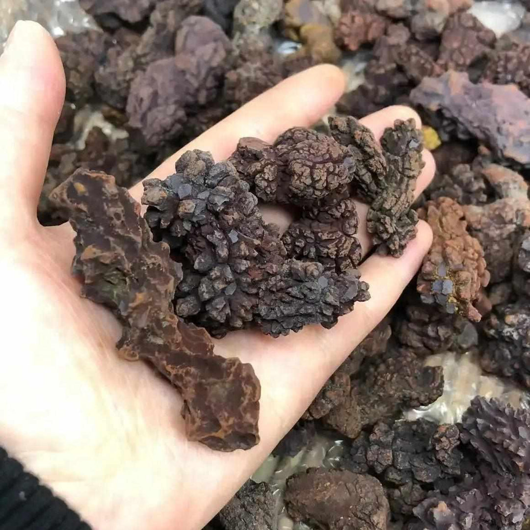 Hand holding several dark brown, textured Coprolite fossilized dinosaur dung specimens from Madagascar.