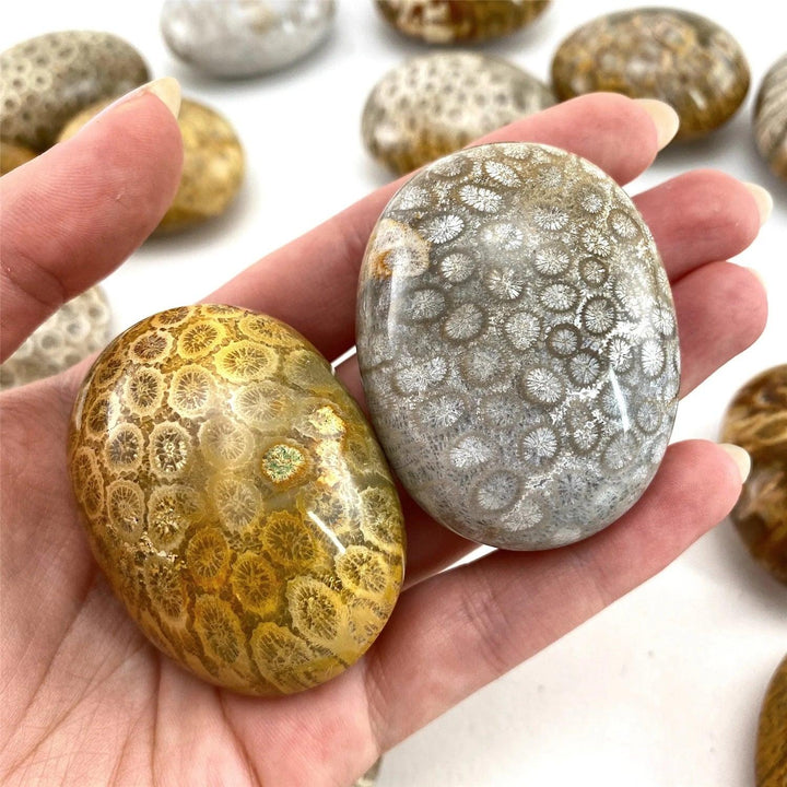 Polished Coral Jasper palm stones with unique fossil patterns, perfect for meditation, healing, and bohemian home decor.