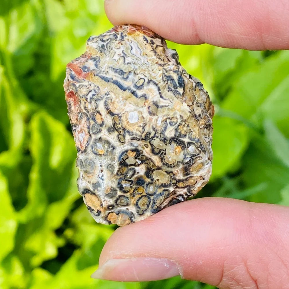 Leopard Skin Jasper Raw Stone