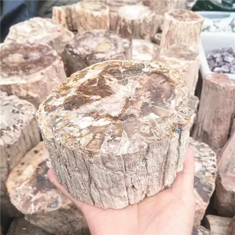 Polished Madagascar petrified wood piece with brown, red, and cream grain for root chakra grounding and stability.