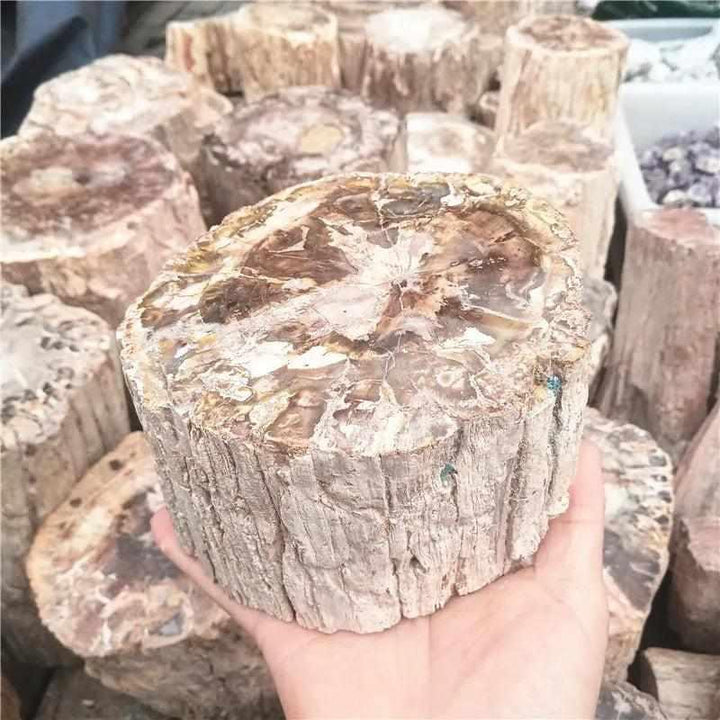 Polished Madagascar petrified wood piece with earthy brown, red, and cream tones, perfect for root chakra grounding.
