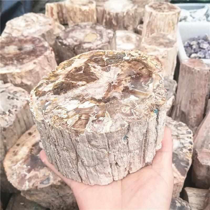 Polished Madagascar petrified wood piece with earthy brown tones, visible grain, and grounding root chakra energy.