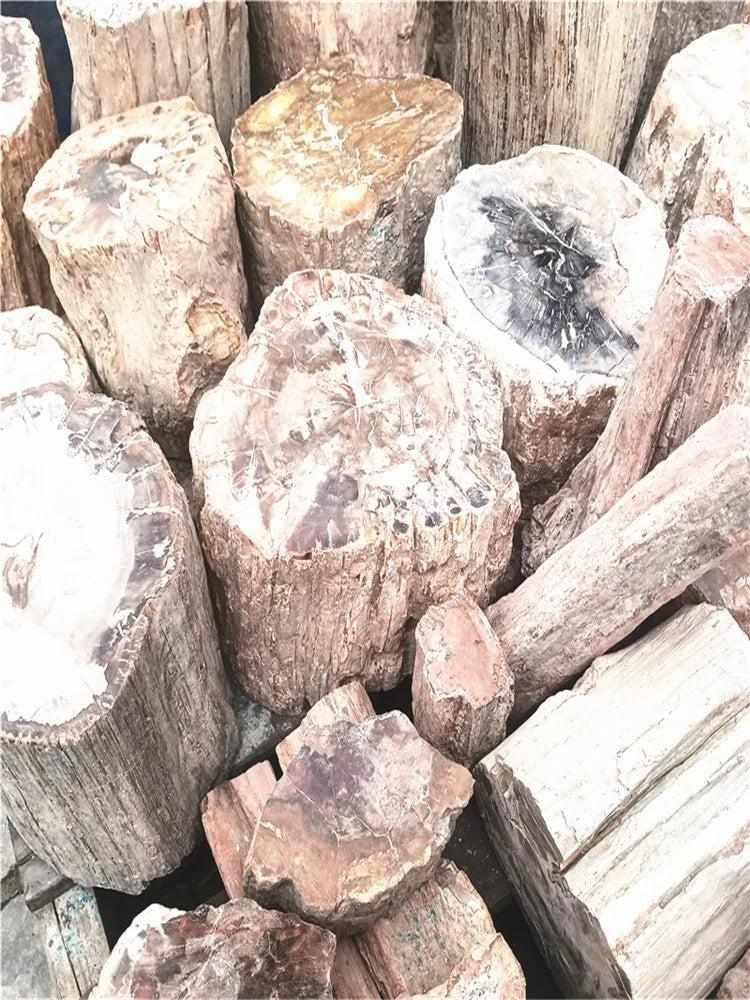 Polished Madagascar petrified wood pieces in earthy brown, red, and cream tones, perfect for root chakra grounding.