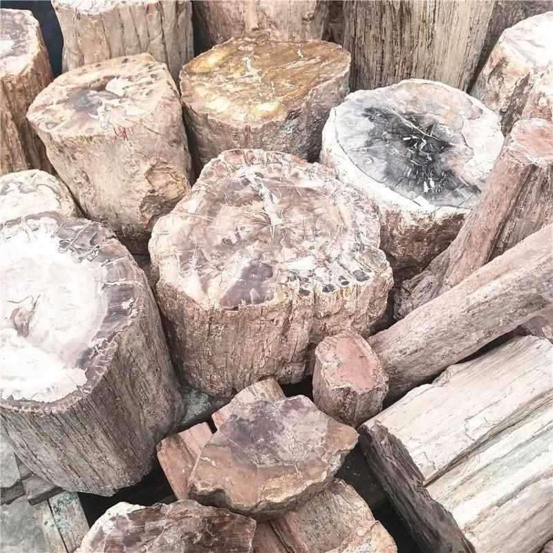 Polished Madagascar petrified wood pieces in earthy brown, red, and cream tones, perfect for grounding and root chakra healing.