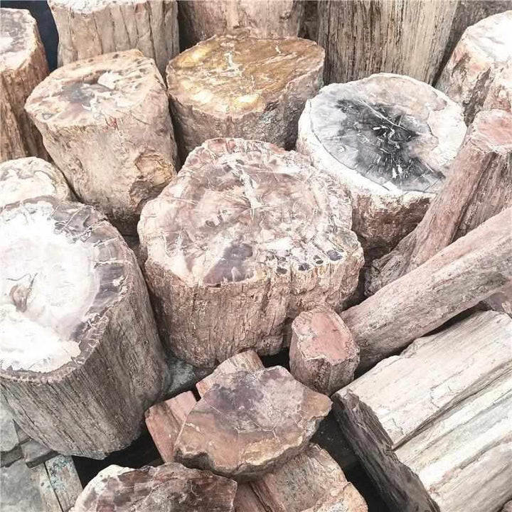 Polished Madagascar petrified wood pieces in earthy brown, red, and cream tones, perfect for grounding and root chakra healing.