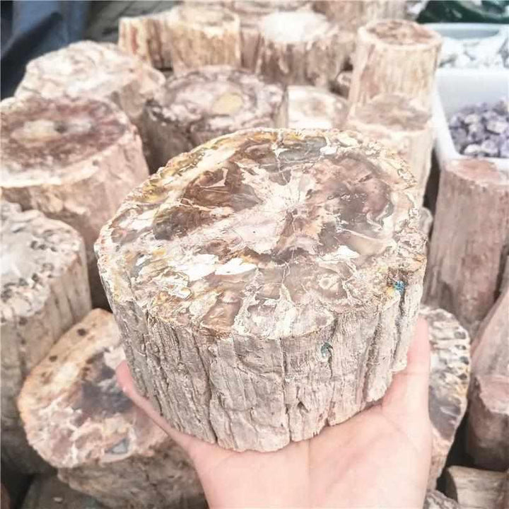Polished Madagascar petrified wood piece with earthy brown, red, and cream tones, perfect for root chakra grounding.