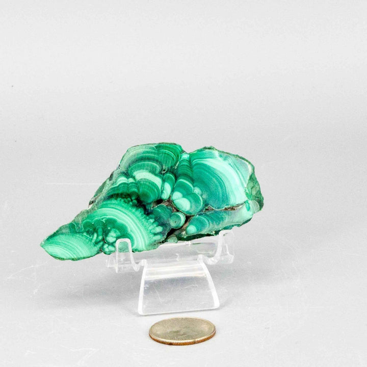 Polished Malachite Slice healing stone with rich, swirling deep forest and mint green bands, displayed next to a coin.