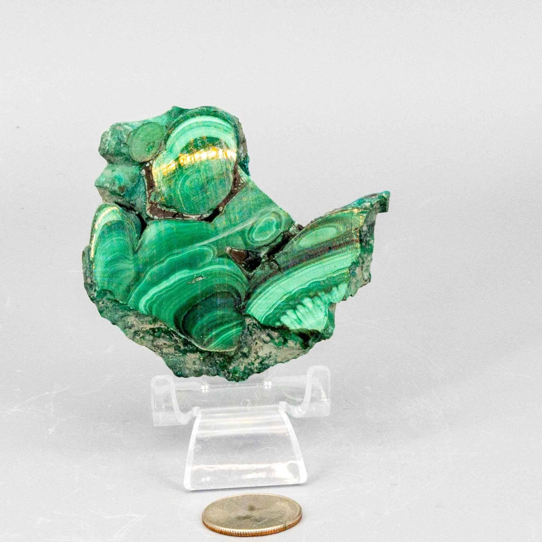 Polished Malachite Slice: Visually striking deep forest green and mint swirling bands, a unique healing stone.