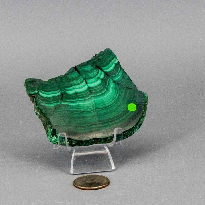 Polished Malachite Slice: Visually striking deep forest green and mint bands, a unique healing stone.