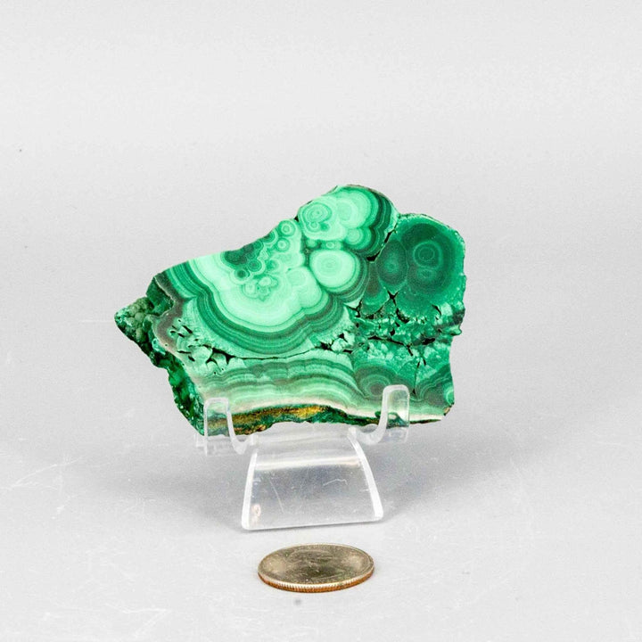 Polished Malachite Slice: Visually striking deep forest green and mint swirling bands, a unique healing stone.