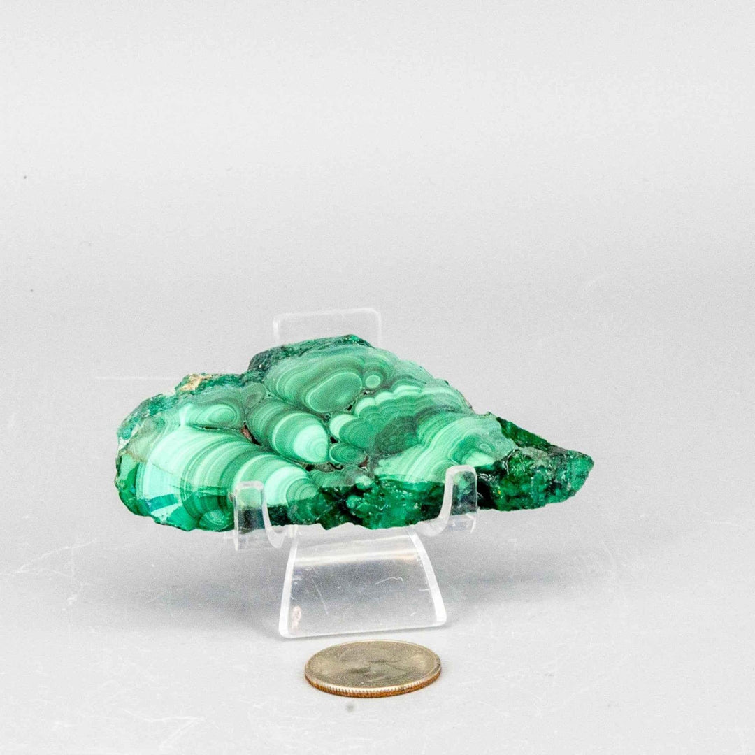 Polished Malachite Slice healing stone with rich, swirling bands of deep forest and mint green, displayed on a stand.