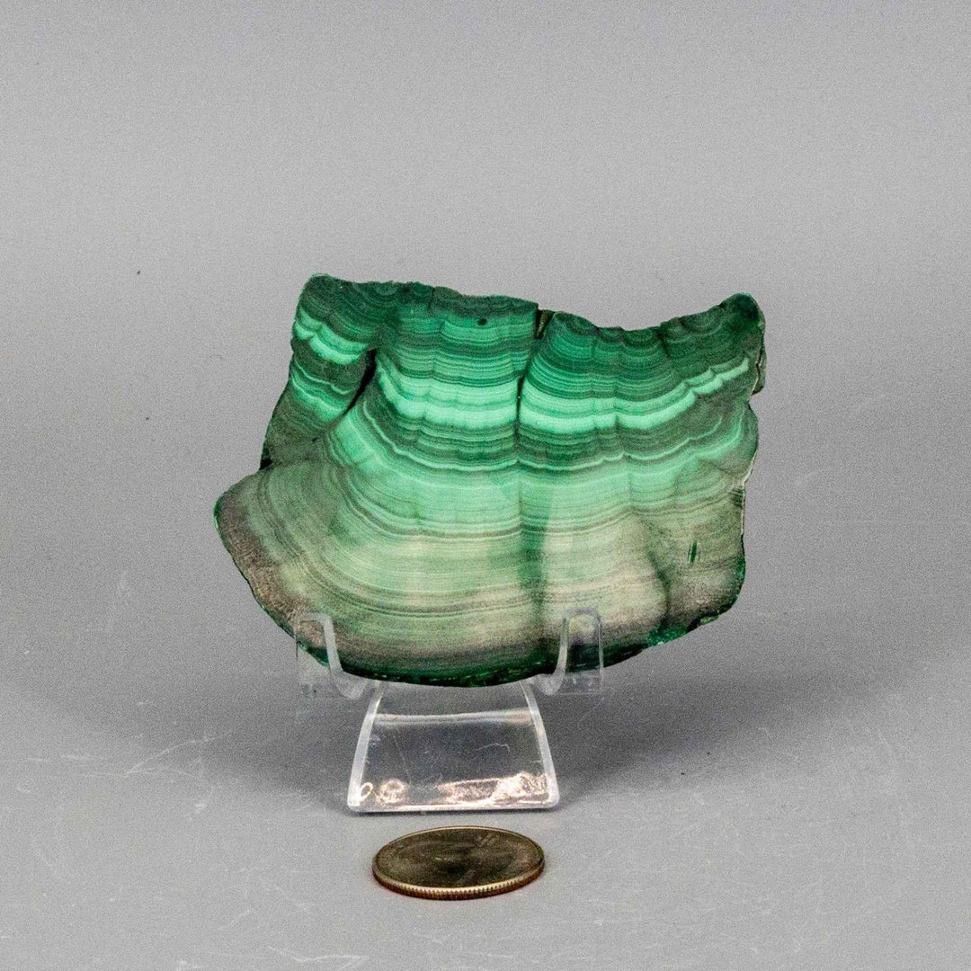 Polished Malachite Slice, a visually striking healing stone with rich, swirling bands of deep forest and mint green.