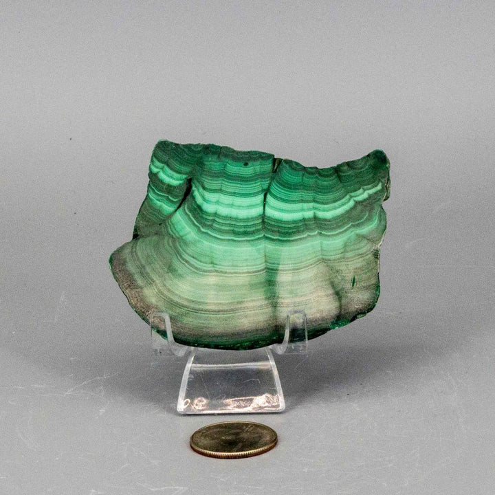 Polished Malachite Slice, a visually striking healing stone with rich, swirling bands of deep forest and mint green.