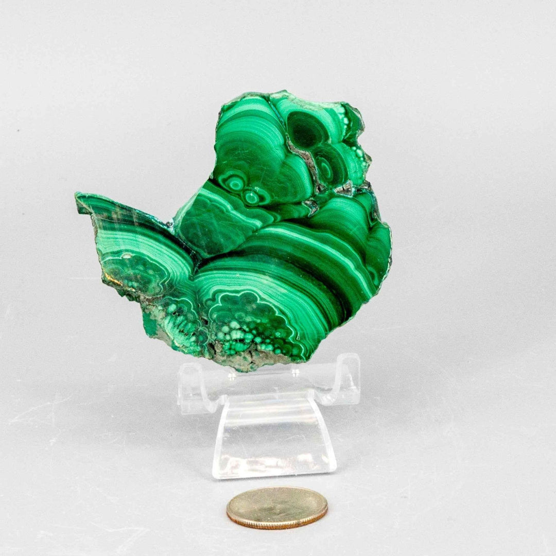 Polished Malachite Slice, a visually striking healing stone with rich, swirling bands of deep forest and mint green.