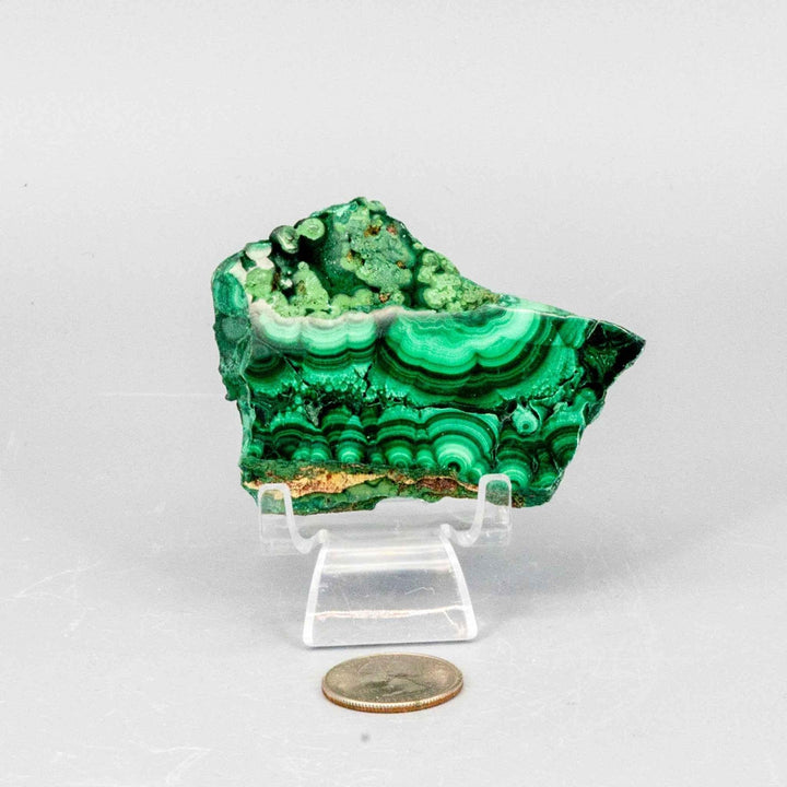 Polished Malachite Slice healing stone with rich, swirling deep forest and mint green bands on a clear stand.