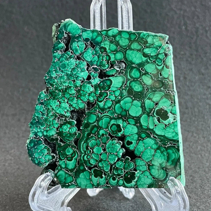 Polished Malachite crystal slice from Crystal Destiny, showcasing deep emerald and forest green concentric banding.
