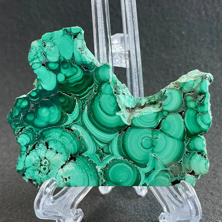 Polished Malachite crystal slice from Crystal Destiny, showcasing deep emerald and forest green concentric bands.