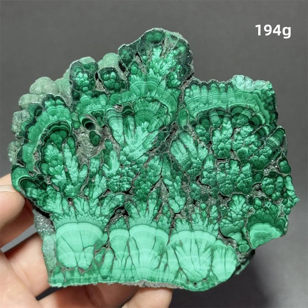 Stunning Malachite Raw Crystal Natural Stone Slice with vivid swirling forest green banding for growth and transformation.