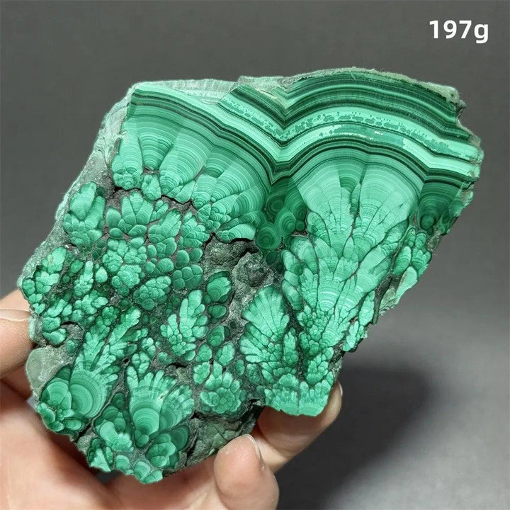 Stunning Malachite Raw Crystal Natural Stone Slice Mineral Slab with vivid swirling forest green banding and botryoidal texture.