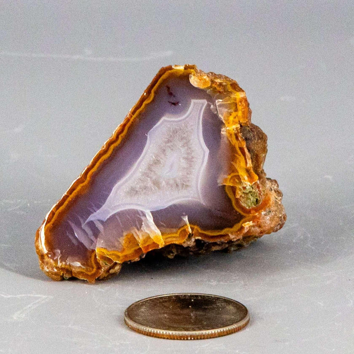 Polished Moroccan Agate Geode Slice revealing concentric bands of cream, tan, rust, and grey, next to a coin for scale.