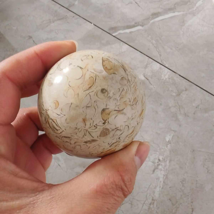 Polished agatized dinosaur bone crystal sphere featuring intricate tan and grey fossilized cellular patterns.