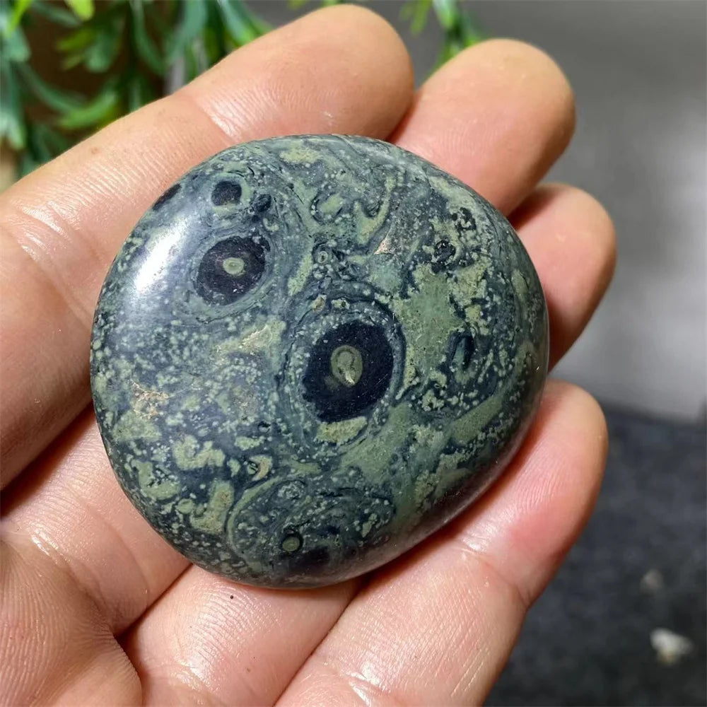 Polished Kambaba Jasper palm stone with dark green forest tones and ancient fossilized stromatolite orbicular patterns.
