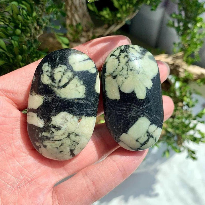 Polished Peony Stone Jasper palm stones featuring unique black and cream floral patterns for grounding and tranquility.