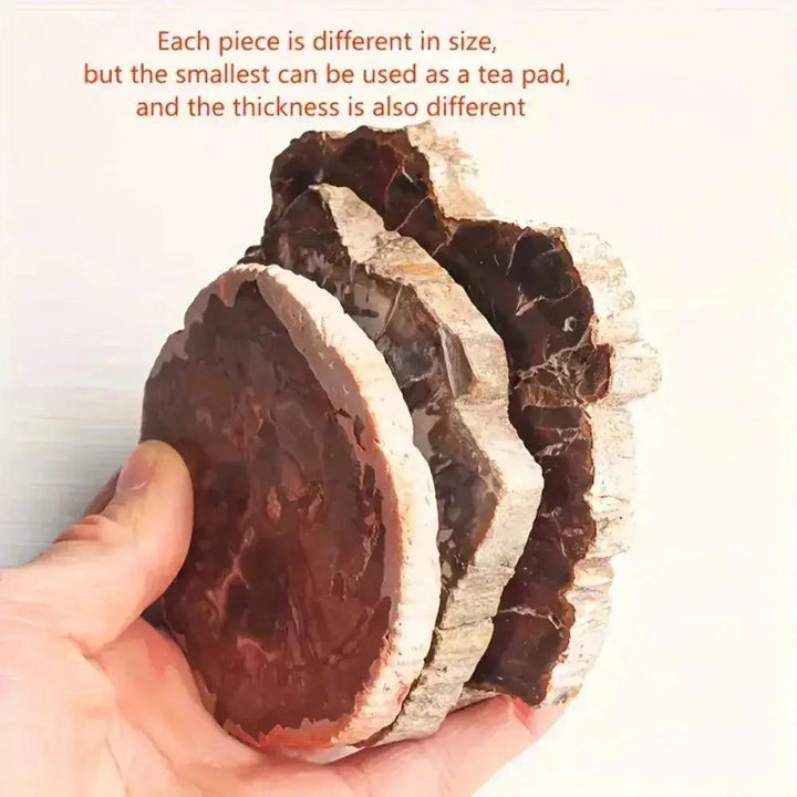 Hand holding multiple brown and cream Petrified Wood Crystal Slices from Crystal Destiny, showcasing unique tree ring patterns.