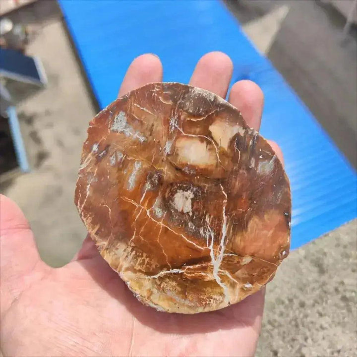 Polished Petrified Wood Crystal Slice from Crystal Destiny, showcasing earthy brown tones and unique tree ring patterns.