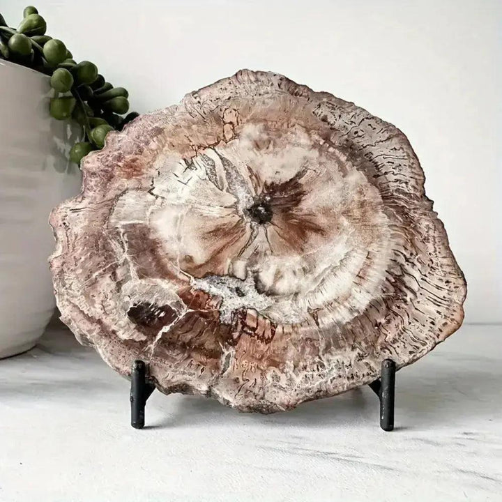 Polished Petrified Wood Crystal Slice from Crystal Destiny, showcasing natural tree rings in earthy brown and white tones.