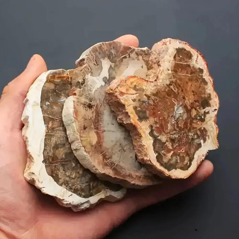Hand holding three polished Petrified Wood Crystal Slices from Crystal Destiny, showcasing earthy tones and tree rings.