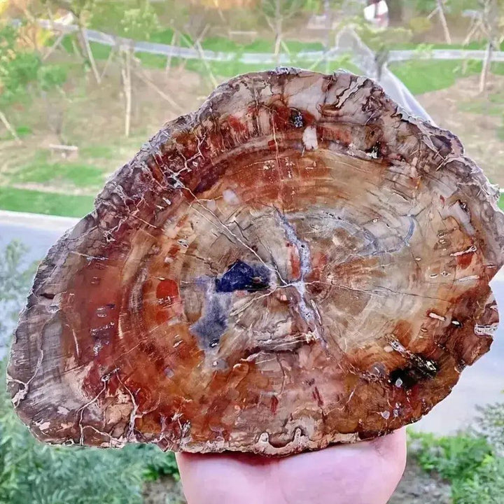 Polished Petrified Wood Crystal Slice from Crystal Destiny, showcasing earthy reds, browns, and tree ring patterns.