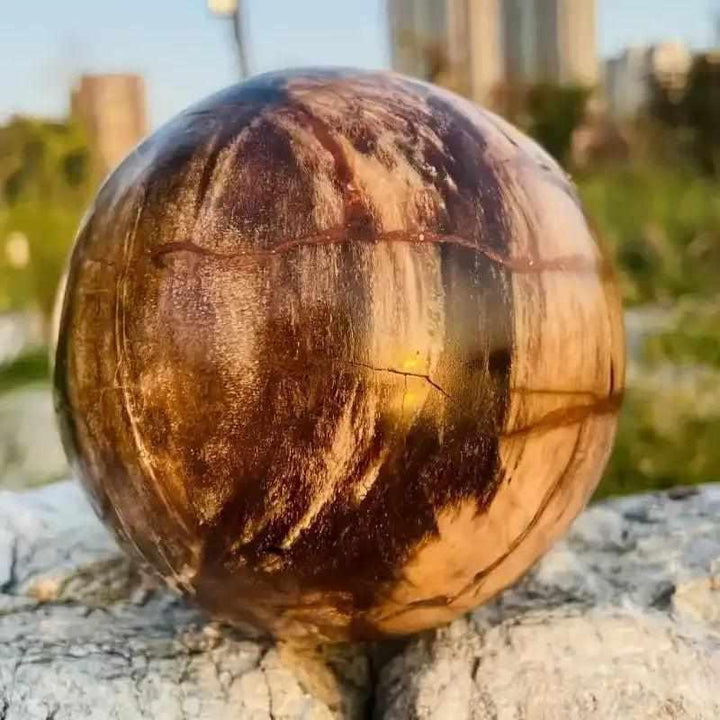 Polished petrified wood sphere with swirling brown and tan grain, perfect for Root Chakra grounding and steady growth.