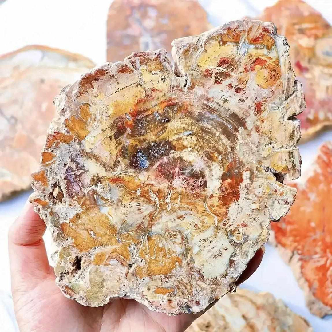 Polished petrified wood slab featuring intricate brown and tan growth rings for Root chakra grounding and stability.