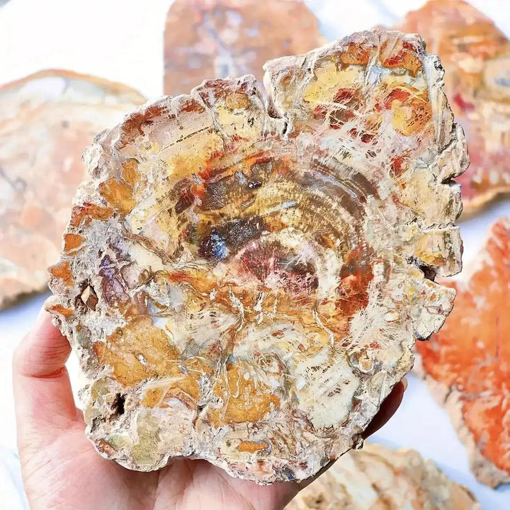 Polished petrified wood slab featuring intricate brown and tan growth rings for Root chakra grounding and stability.