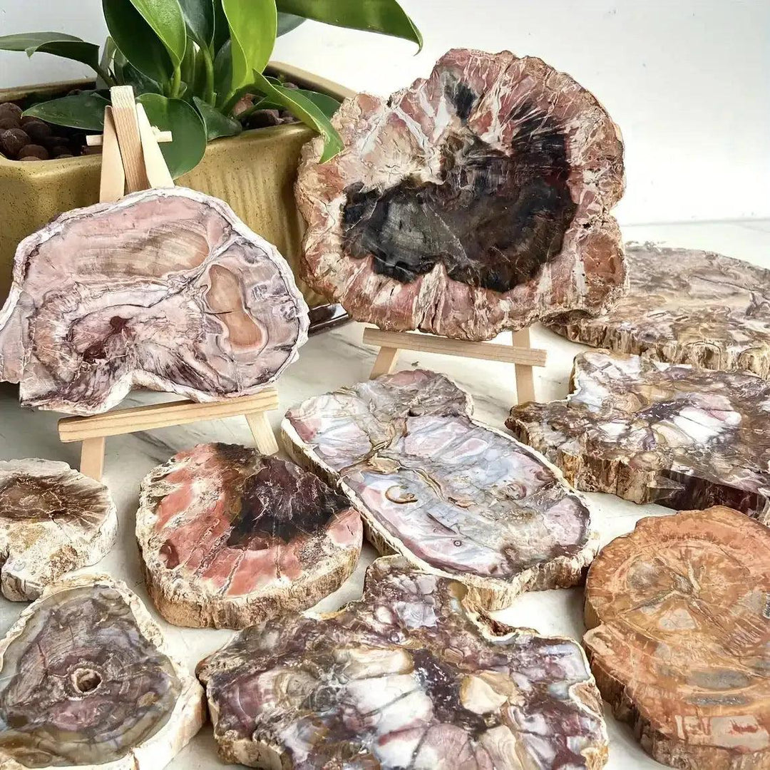 Polished petrified wood slabs featuring natural grain patterns in warm earth tones, perfect for Root chakra grounding.