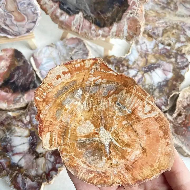 Polished Petrified Wood slab featuring warm brown growth rings for Root chakra grounding and stability.